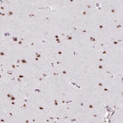 Invitrogen SRSF7 Polyclonal Antibody 100 &mu;L; Unconjugated:Antibodies,