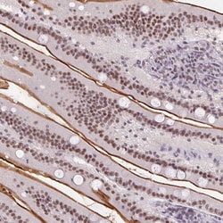Invitrogen SRSF7 Polyclonal Antibody 100 &mu;L; Unconjugated:Antibodies,