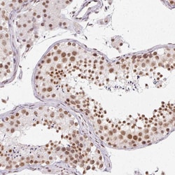 Invitrogen SRSF7 Polyclonal Antibody 100 &mu;L; Unconjugated:Antibodies,