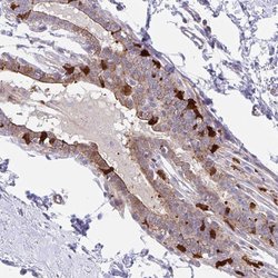 Invitrogen EFHD1 Polyclonal Antibody 100 &mu;L; Unconjugated:Antibodies,