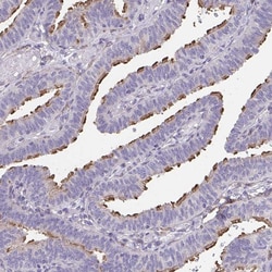 Invitrogen RUNDC3B Polyclonal Antibody 100 &mu;L; Unconjugated:Antibodies,
