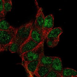 Invitrogen CLDND2 Polyclonal Antibody 100 &mu;L; Unconjugated:Antibodies,