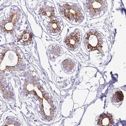 Invitrogen CLDND2 Polyclonal Antibody 100 &mu;L; Unconjugated:Antibodies,