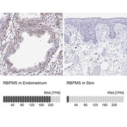 RBPMS Polyclonal Antibody, Invitrogen 100 &mu;L | Buy Online | Invitrogen | Fisher Scientific