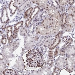 RBPMS Polyclonal Antibody, Invitrogen 100 &mu;L | Buy Online | Invitrogen | Fisher Scientific