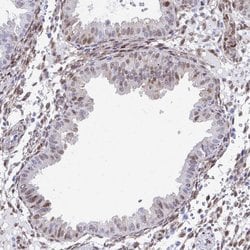 RBPMS Polyclonal Antibody, Invitrogen 100 &mu;L | Buy Online | Invitrogen | Fisher Scientific