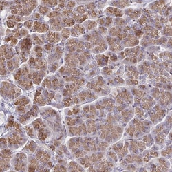 Invitrogen CCDC85A Polyclonal Antibody 100 &mu;L; Unconjugated:Antibodies,