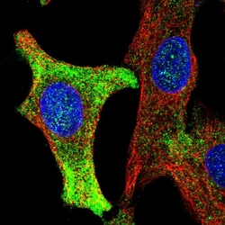 Invitrogen WBP1 Polyclonal Antibody 100 &mu;L; Unconjugated:Antibodies,