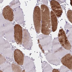 Invitrogen RASL10B Polyclonal Antibody 100 &mu;L; Unconjugated:Antibodies,