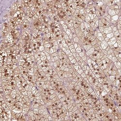 Invitrogen SAT2 Polyclonal Antibody 100 &mu;L; Unconjugated:Antibodies,