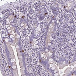 Invitrogen RUNDC3B Polyclonal Antibody 100 &mu;L; Unconjugated:Antibodies,