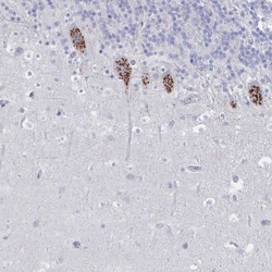 Invitrogen PSMG1 Polyclonal Antibody 100 &mu;L | Buy Online | Invitrogen&trade; | Fisher Scientific