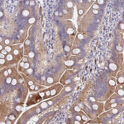 Invitrogen PSMG1 Polyclonal Antibody 100 &mu;L | Buy Online | Invitrogen&trade; | Fisher Scientific