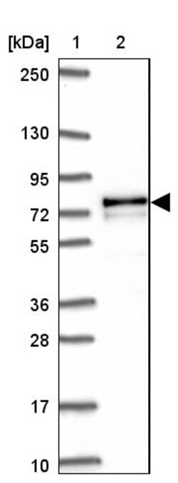 Invitrogen Adenylate Kinase 5 Polyclonal Antibody 100 &mu;L; Unconjugated:Antibodies,