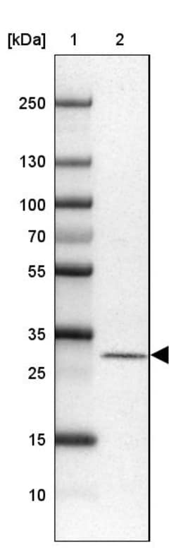 Invitrogen MRPS2 Polyclonal Antibody 100 &mu;L; Unconjugated:Antibodies,