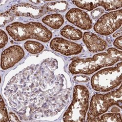 Invitrogen SARDH Polyclonal Antibody 100 &mu;L; Unconjugated:Antibodies,
