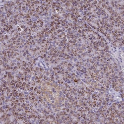 Invitrogen SARDH Polyclonal Antibody 100 &mu;L; Unconjugated:Antibodies,