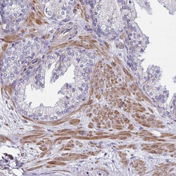 Invitrogen SARDH Polyclonal Antibody 100 &mu;L; Unconjugated:Antibodies,