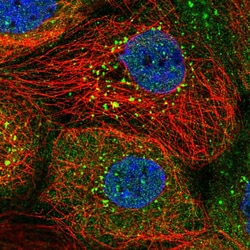 Invitrogen SNX8 Polyclonal Antibody 100 &mu;L; Unconjugated:Antibodies,