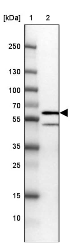 Invitrogen SNX8 Polyclonal Antibody 100 &mu;L; Unconjugated:Antibodies,