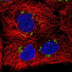 Invitrogen SLC30A6 Polyclonal Antibody 100 &mu;L; Unconjugated:Antibodies,