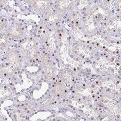 Invitrogen WDR72 Polyclonal Antibody 100 &mu;L; Unconjugated:Antibodies,