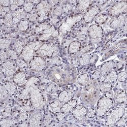 Invitrogen WDR72 Polyclonal Antibody 100 &mu;L; Unconjugated:Antibodies,