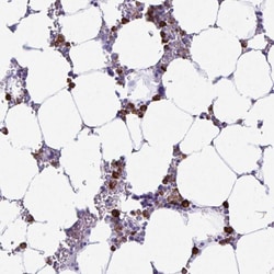 Invitrogen HOXB4 Polyclonal Antibody 100 &mu;L; Unconjugated:Antibodies,