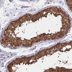 Invitrogen ADAMTSL1 Polyclonal Antibody 100 &mu;L; Unconjugated:Antibodies,
