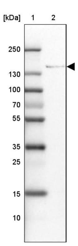 Invitrogen ADAMTSL1 Polyclonal Antibody 100 &mu;L; Unconjugated:Antibodies,