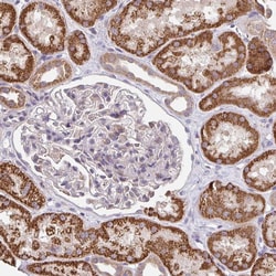 Invitrogen TSPAN31 Polyclonal Antibody 100 &mu;L; Unconjugated:Antibodies,