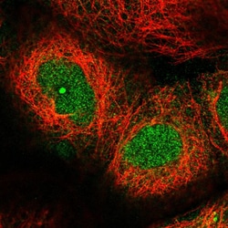 Invitrogen LRC58 Polyclonal Antibody 100 &mu;L; Unconjugated:Antibodies,