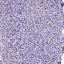 Invitrogen Lymphotactin Polyclonal Antibody 100 &mu;L; Unconjugated:Antibodies,