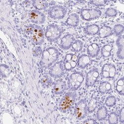 Invitrogen C17orf89 Polyclonal Antibody 100 &mu;L; Unconjugated:Antibodies,