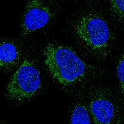 Invitrogen C17orf89 Polyclonal Antibody 100 &mu;L; Unconjugated:Antibodies,