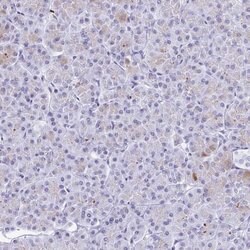 Invitrogen GKN2 Polyclonal Antibody 100 &mu;L; Unconjugated:Antibodies,