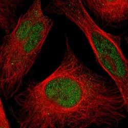 Invitrogen HEAB Polyclonal Antibody 100 &mu;L; Unconjugated:Antikörper