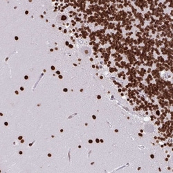 Invitrogen HEAB Polyclonal Antibody 100 &mu;L; Unconjugated:Antikörper