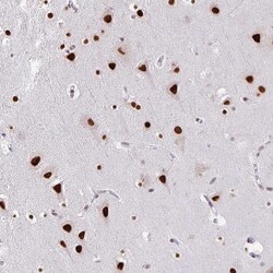 Invitrogen HEAB Polyclonal Antibody 100 &mu;L; Unconjugated:Antikörper