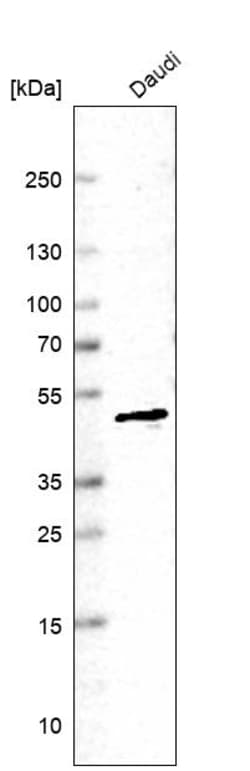 Invitrogen HEAB Polyclonal Antibody 100 &mu;L; Unconjugated:Antikörper