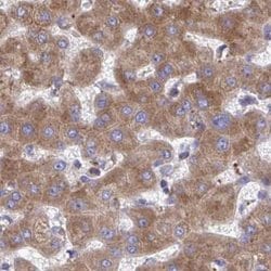 Invitrogen RPS15 Polyclonal Antibody 100 &mu;L; Unconjugated:Antibodies,