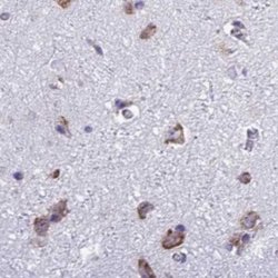 Invitrogen RPS15 Polyclonal Antibody 100 &mu;L; Unconjugated:Antibodies,