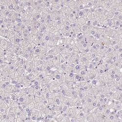 Invitrogen S100A7L2 Polyclonal Antibody 100 &mu;L; Unconjugated:Antibodies,
