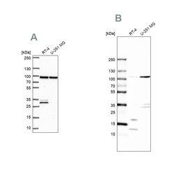 WDR48 Polyclonal Antibody, Invitrogen 100 &mu;L; Unconjugated:Antibodies,