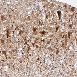 Invitrogen COX7B Polyclonal Antibody 100 &mu;L; Unconjugated:Antibodies,