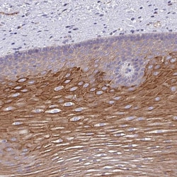 Invitrogen OR10Z1 Polyclonal Antibody 100 &mu;L; Unconjugated:Antibodies,