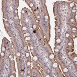 Invitrogen PRSS33 Polyclonal Antibody 100 &mu;L; Unconjugated:Antibodies,
