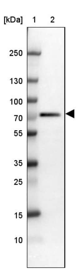 Invitrogen RBBP5 Polyclonal Antibody 100 &mu;L; Unconjugated:Antibodies,