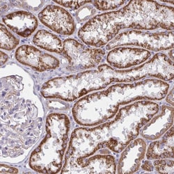 Invitrogen SARDH Polyclonal Antibody 100 &mu;L; Unconjugated:Antibodies,