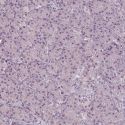 Invitrogen SLC26A2 Polyclonal Antibody 100 &mu;L; Unconjugated:Antibodies,